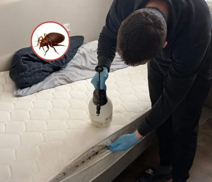 Technicien traitant un matelas contre les punaises de lit à Chanteloup-les-Vignes